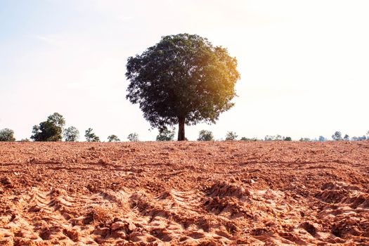 Mango tree on the ground in field with summer sunshine.