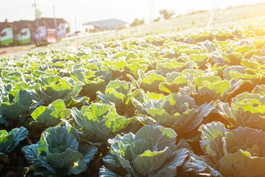 Planted cabbage in the mountains with morning sun.