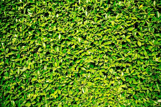 surface of ornamental trees in the garden.