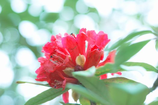 Colorful flower Rhododendron arboreum in spring time for background