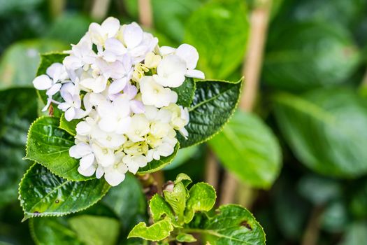 Colorful flower in spring time for background