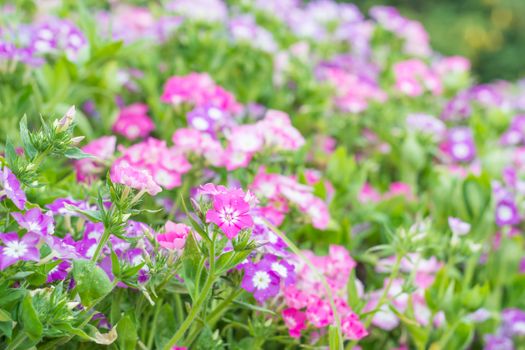 Colorful flower in spring time for background