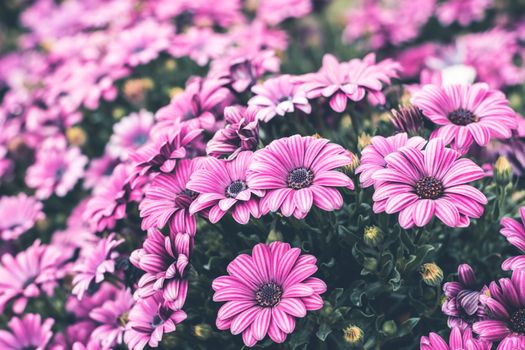 Colorful flower in spring time for background