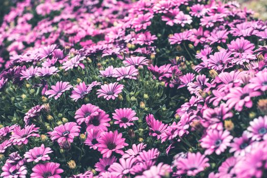 Colorful flower in spring time for background