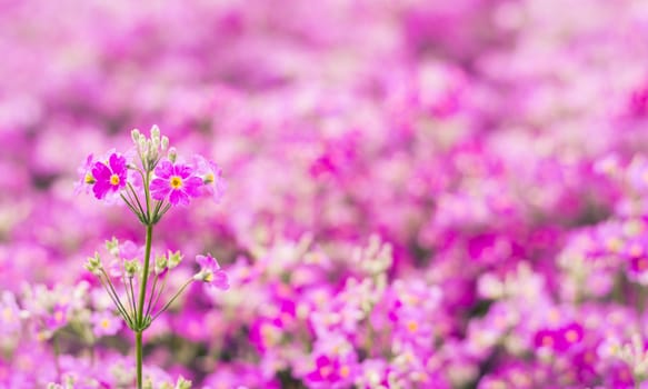 Selective colorful flower in spring time for background