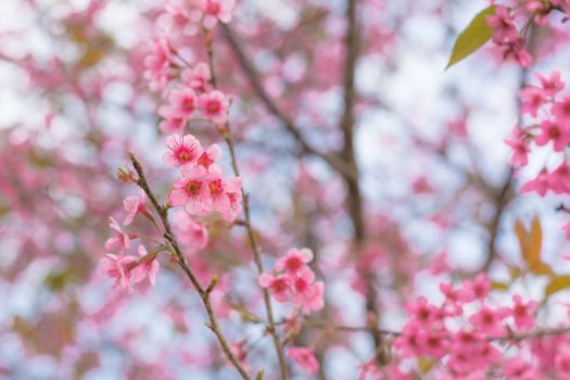 Colorful flower Wild Himalayan Cherry   in spring time for background