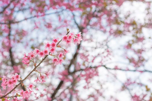 Colorful flower Wild Himalayan Cherry   in spring time for background