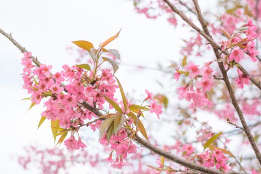 Colorful flower Wild Himalayan Cherry   in spring time for background