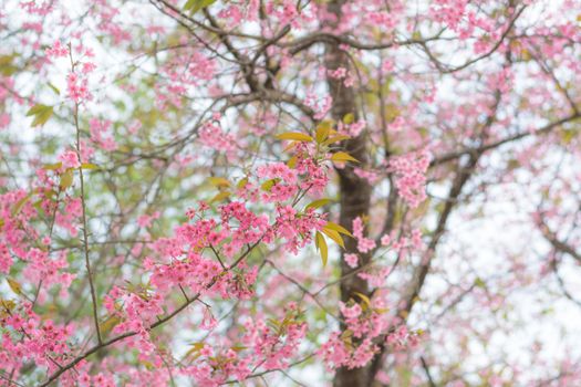 Colorful flower Wild Himalayan Cherry   in spring time for background