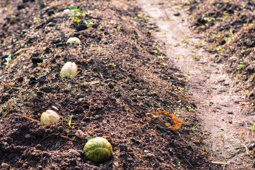 Selective focus chayote on garden for background