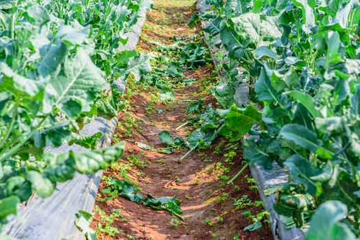 Chinese kale vegetable in garden