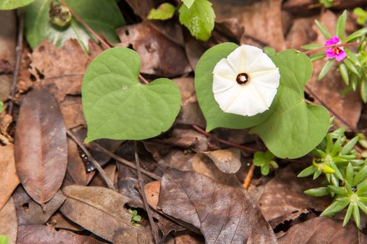 White flowers and green heart shaped leaves in nature. And dry leaves on the ground.