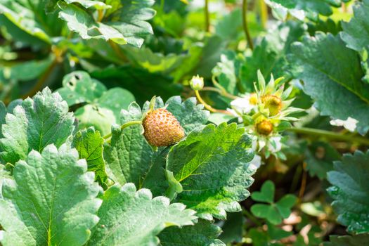 Strawberry fruit grows in farm