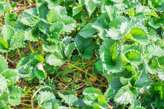 Strawberry fruit grows in farm