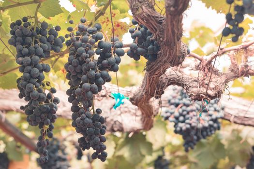 Grapes in vineyard at farm for background