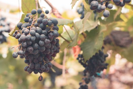 Grapes in vineyard at farm for background