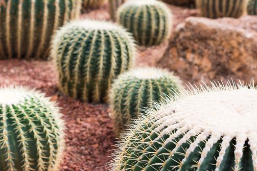 cactus in desert  for background or wallpaper