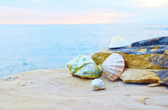 Beautiful seashells on large stones near the sea