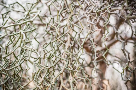 Needles tree , thorns tree tone vintage  for background