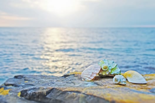 Beautiful seashells on large stones near the sea