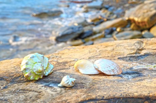 Beautiful seashells on large stones near the sea