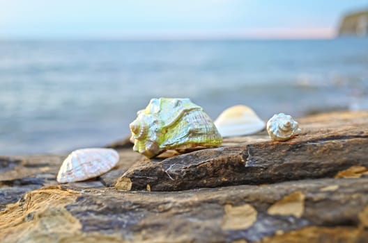 Beautiful seashells on large stones near the sea