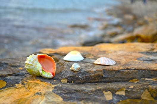 Beautiful seashells on large stones near the sea