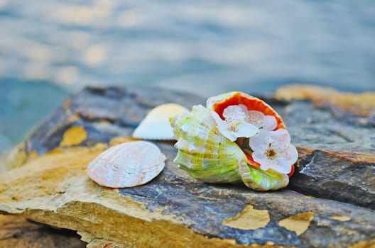 Beautiful seashells on large stones near the sea