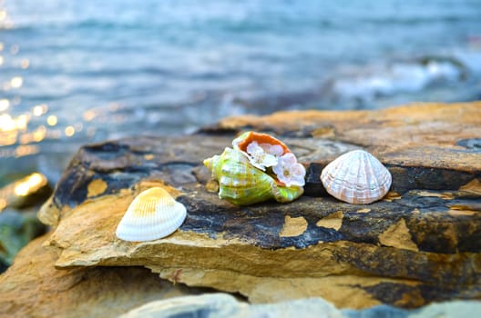 Beautiful seashells on large stones near the sea