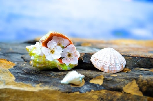 Beautiful seashells on large stones near the sea