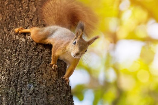 the photograph shows a squirrel on a tree