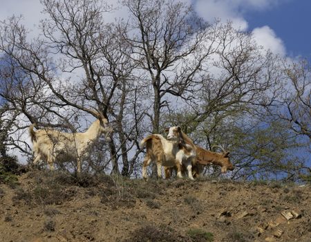 Herd of mountain goats on the slopes in the bushes.