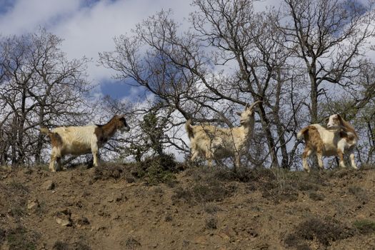 Herd of mountain goats on the slopes in the bushes.