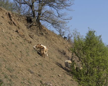 Herd of mountain goats on the slopes in the bushes.