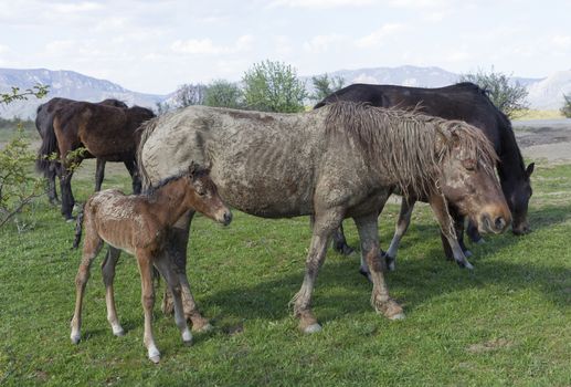 Old dirty horse grazing with a herd in field.