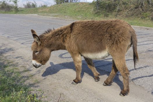 Brown donkey runs along the paved road.