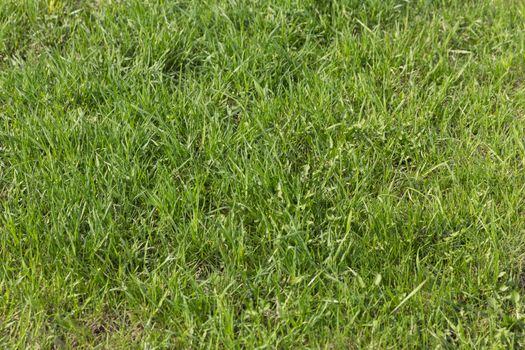 Lush green grass on the soccer field.