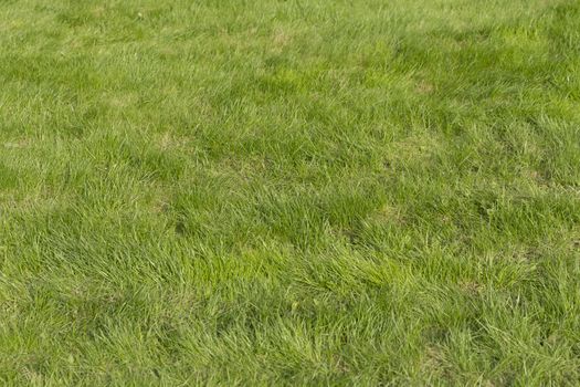 Lush green grass on the soccer field.