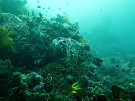 Thriving coral reef alive with marine life and fish, Bali.