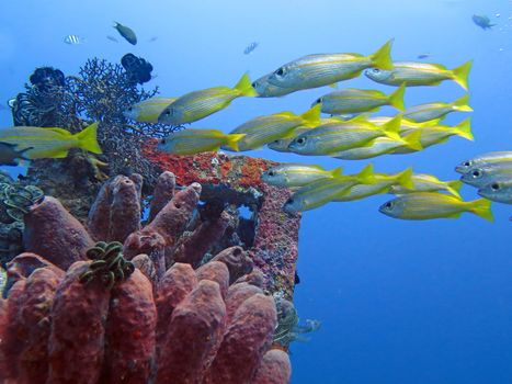 Thriving coral reef alive with marine life and fish, Bali.