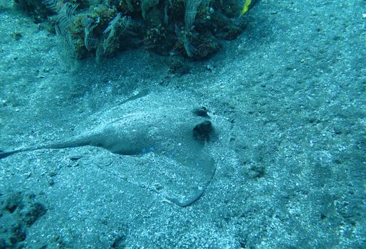 Blue spotted ray swimming amongst coral reef on the ocean floor, Bali.