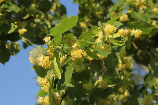 Linden tree in bloom, against a green leaves