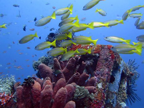 Thriving coral reef alive with marine life and fish, Bali.