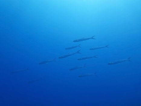 School of fish on a background of blue sea underwater.