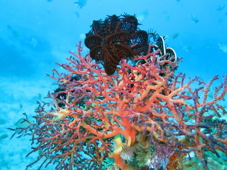 Thriving coral reef alive with marine life and shoals of fish, Bali.