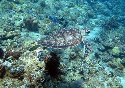 Hawksbill sea turtle current on coral reef island, Bali.