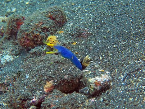 Thriving coral reef alive with marine life and fish, Bali.