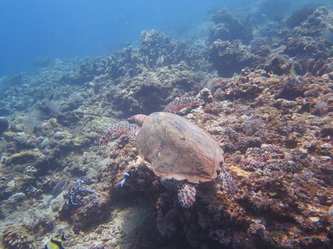 Hawksbill sea turtle current on coral reef island, Bali.