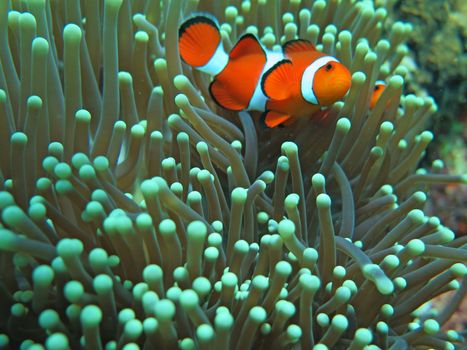 Orange nemo clown fish in the beautiful vivid green anemone.