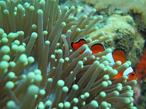 Orange nemo clown fish in the beautiful vivid green anemone.